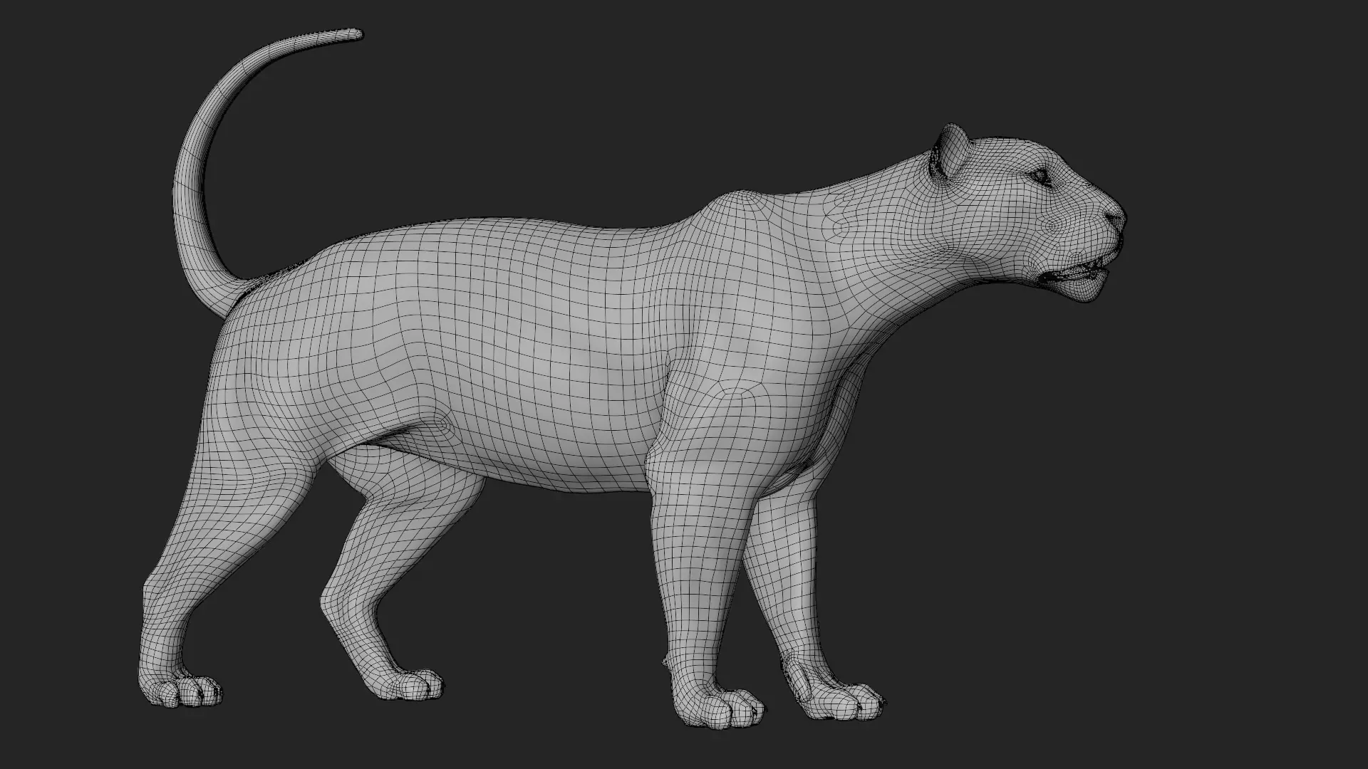 Lioness 3D model_21
