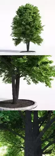 Realistic Deciduous Tree for Environment Design 3D model