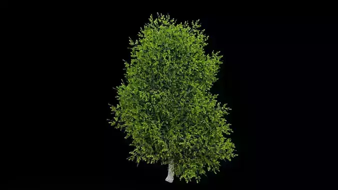 Realistic Tree