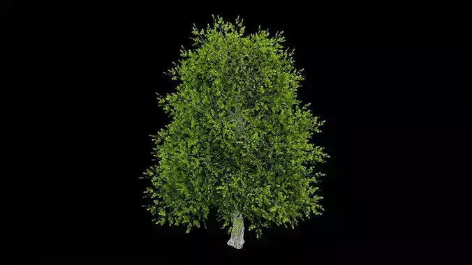 Realistic Tree