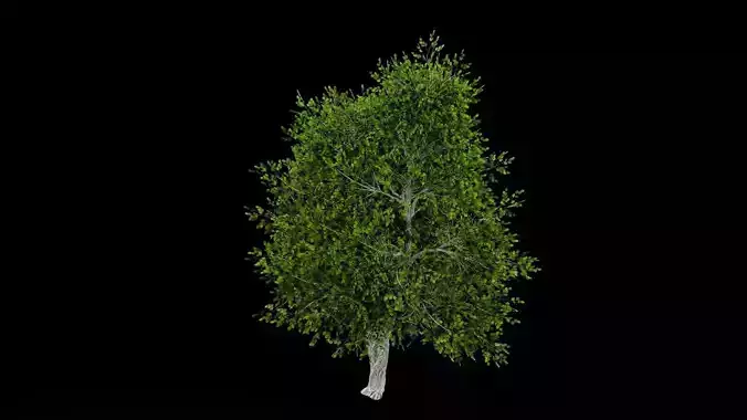 Realistic Tree