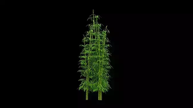 Bamboo Plant Low-poly 3D model