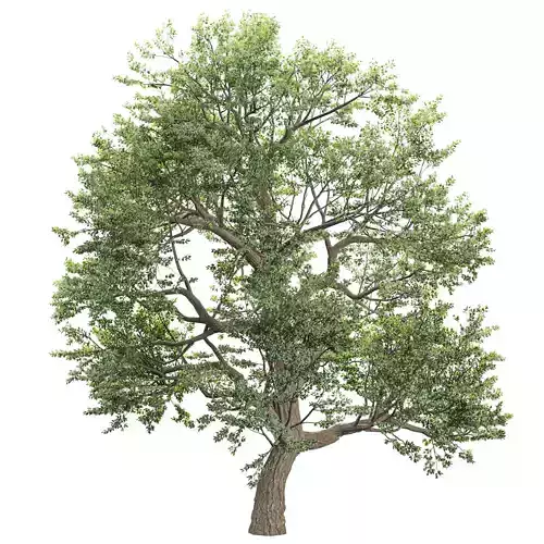 Tree 3D Model for Architecture Scenes