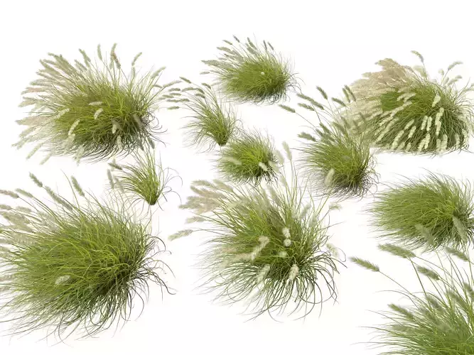 HighLowPoly-Pennisetum alopecuroides Pennstripe 02