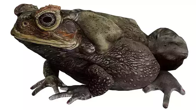 Cane Toad 3D model