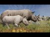 African Rhinoceros Low-poly 3D model_1