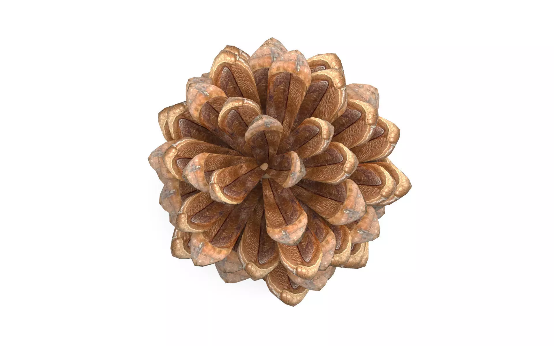 Pine cone Low-poly 3D model_5