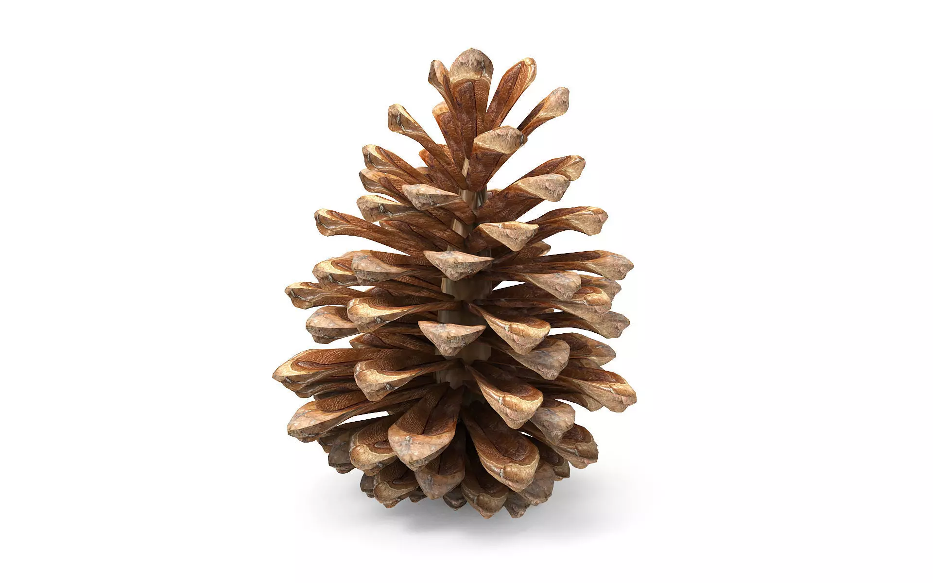 Pine cone Low-poly 3D model_1