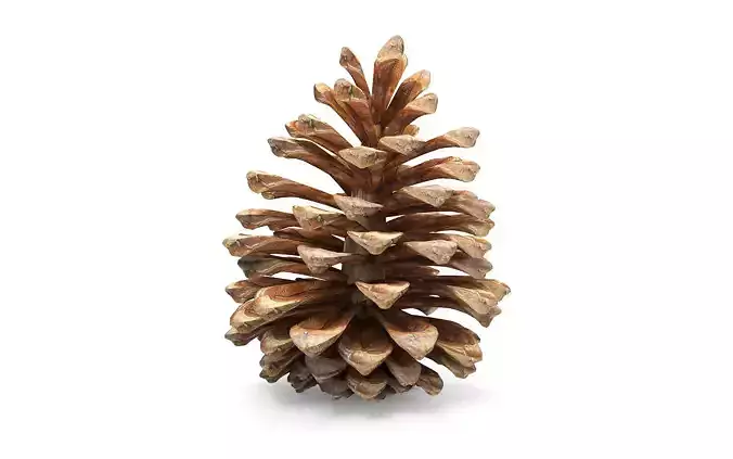 Pine cone Low-poly 3D model