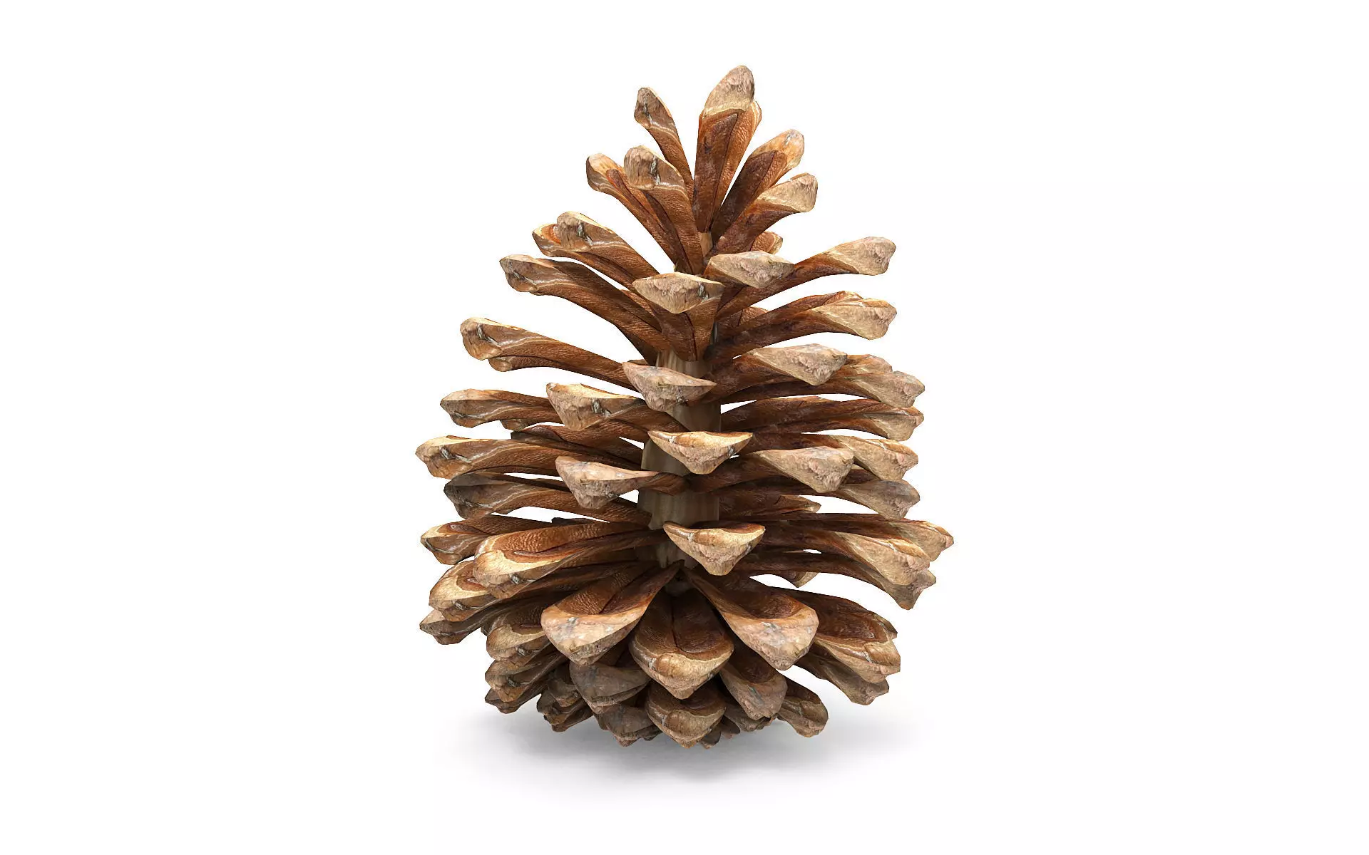 Pine cone Low-poly 3D model_0