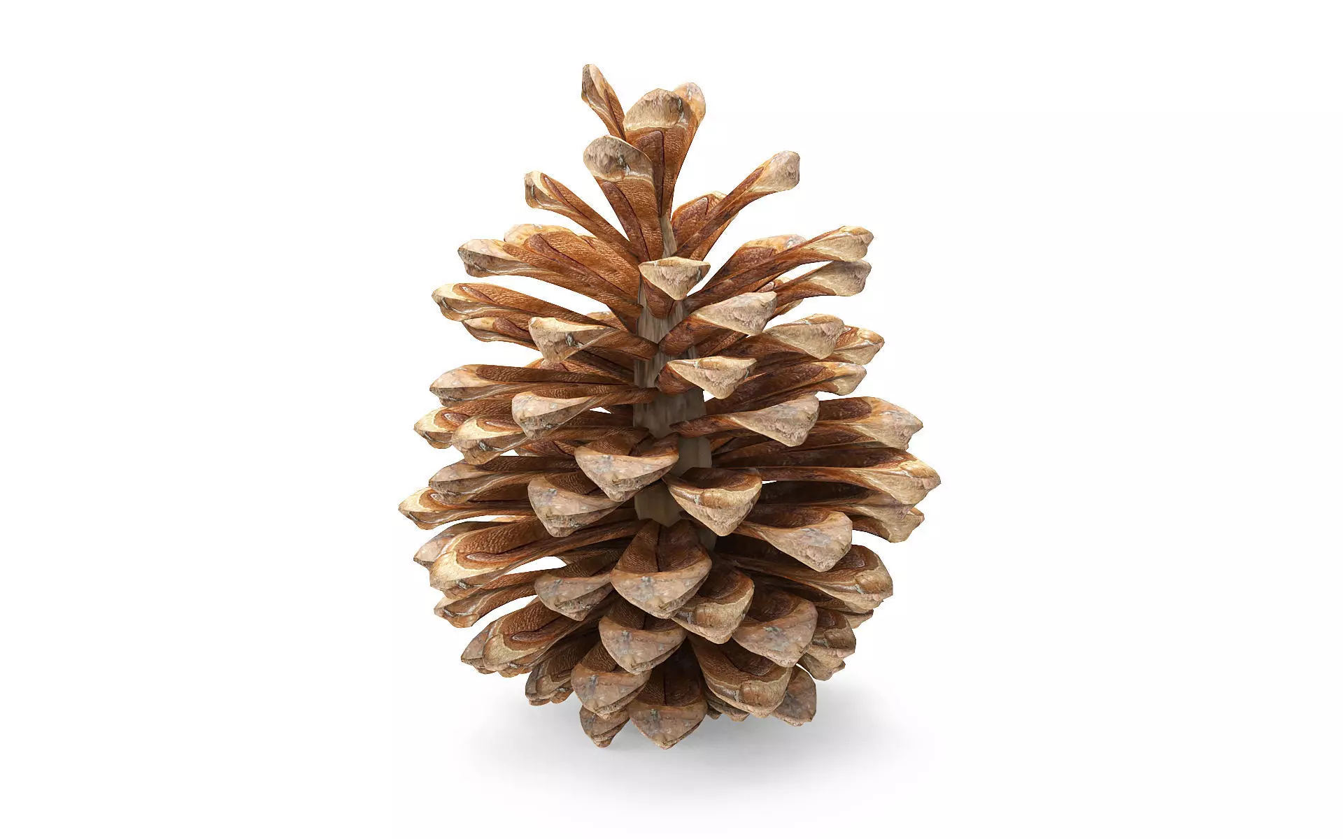 Pine cone Low-poly 3D model_3