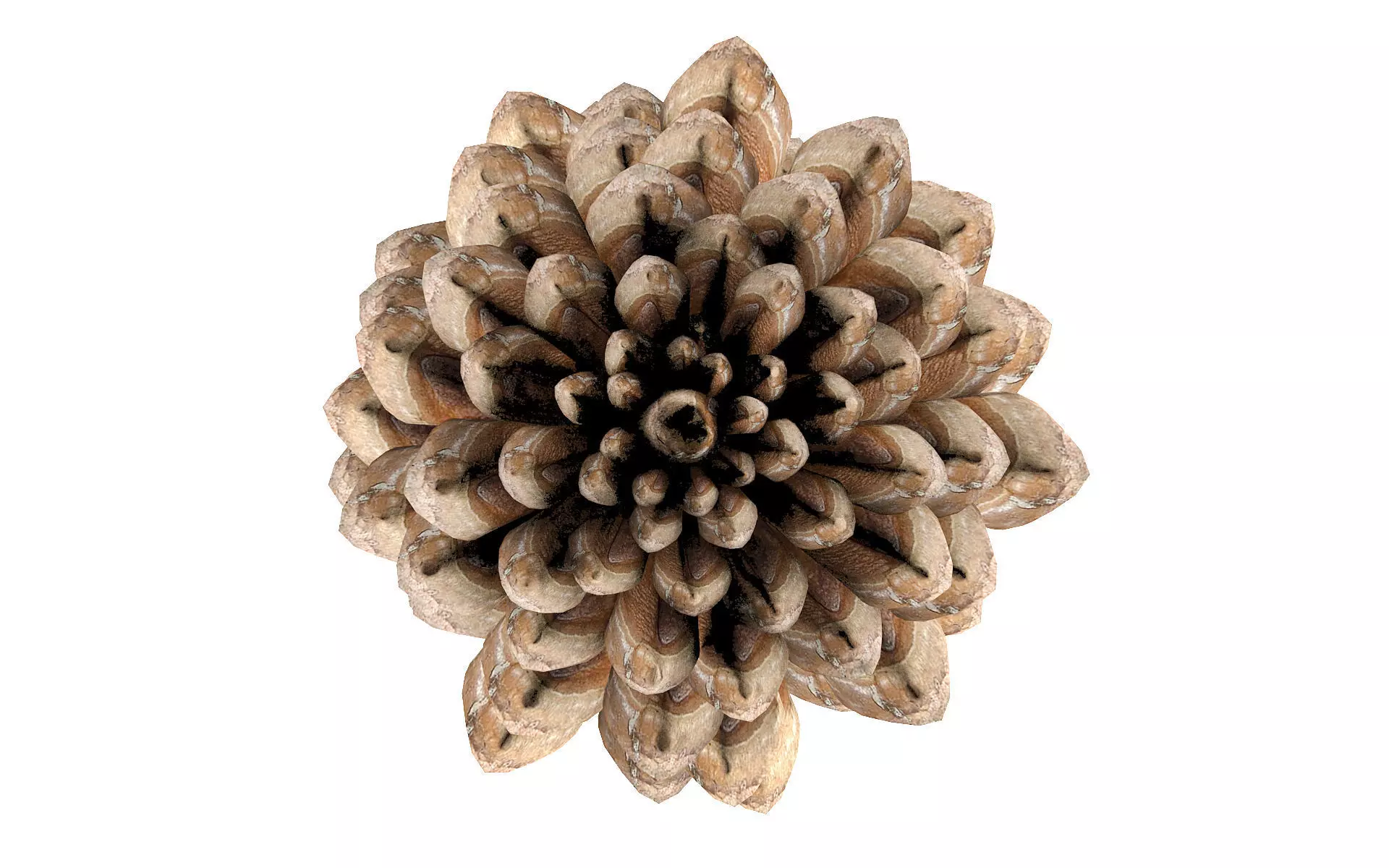 Pine cone Low-poly 3D model_6