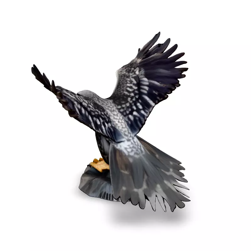 Majestic Falcon 3D Model Low-poly 3D model_4