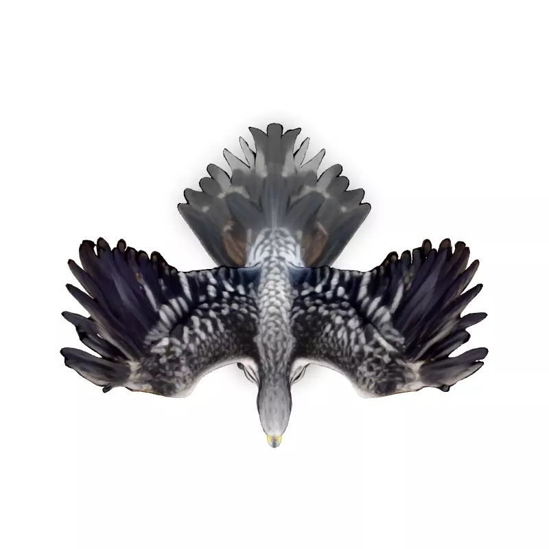 Majestic Falcon 3D Model Low-poly 3D model_7