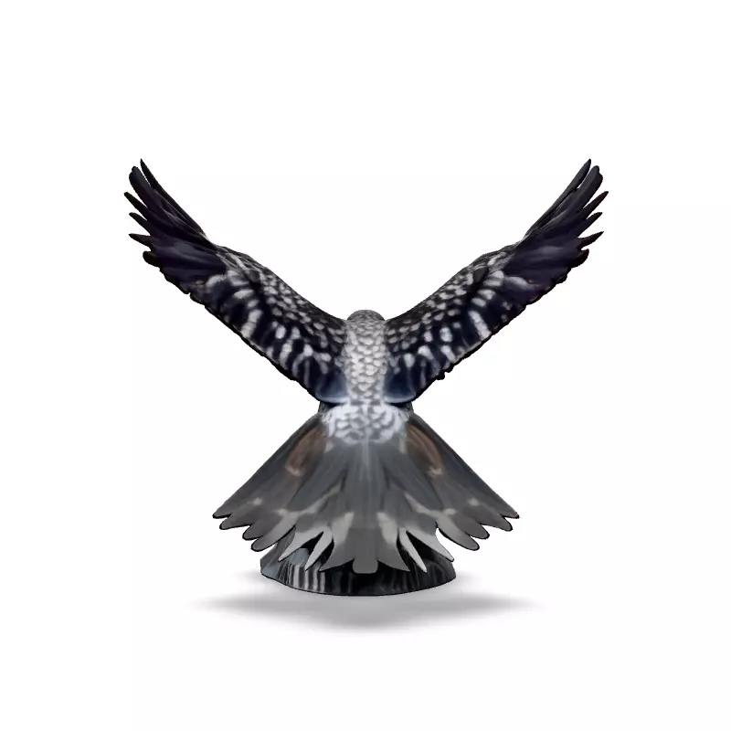 Majestic Falcon 3D Model Low-poly 3D model_6
