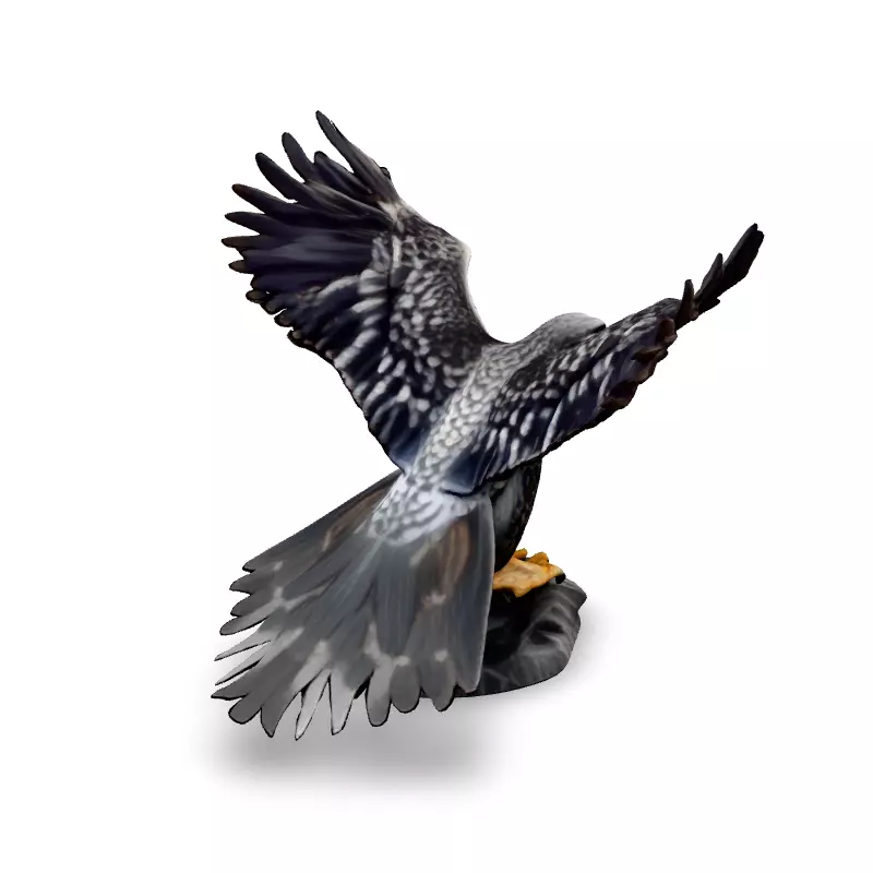 Majestic Falcon 3D Model Low-poly 3D model_5