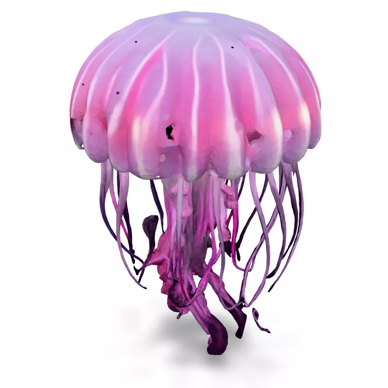 Realistic Animated Pink Jellyfish 3D Model Low-poly 3D model_2