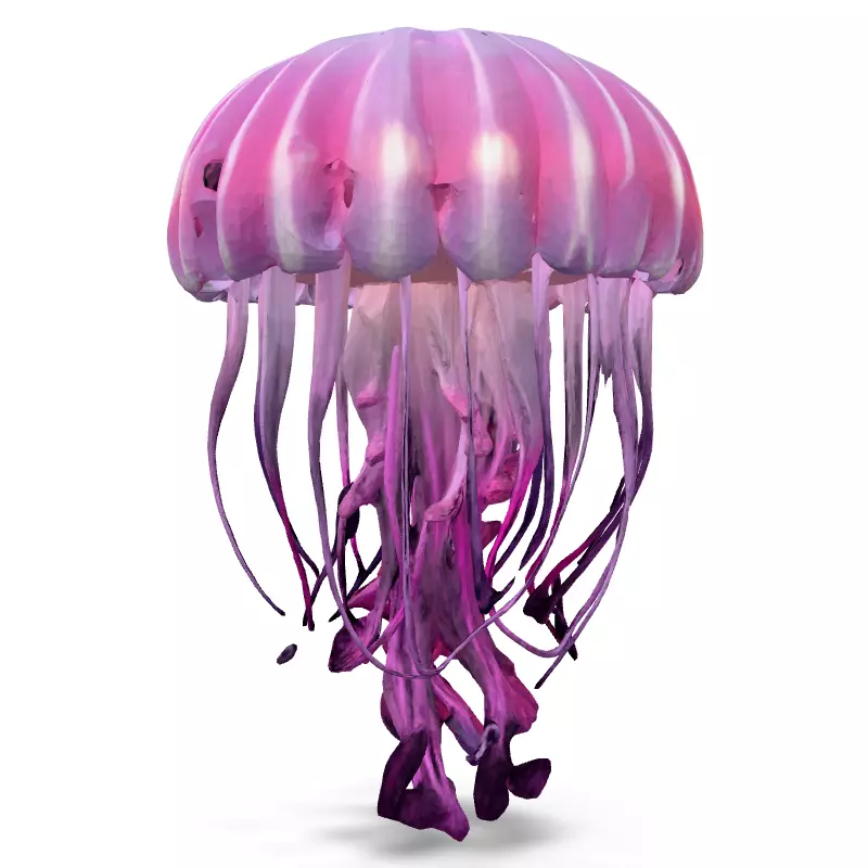 Realistic Animated Pink Jellyfish 3D Model Low-poly 3D model_3