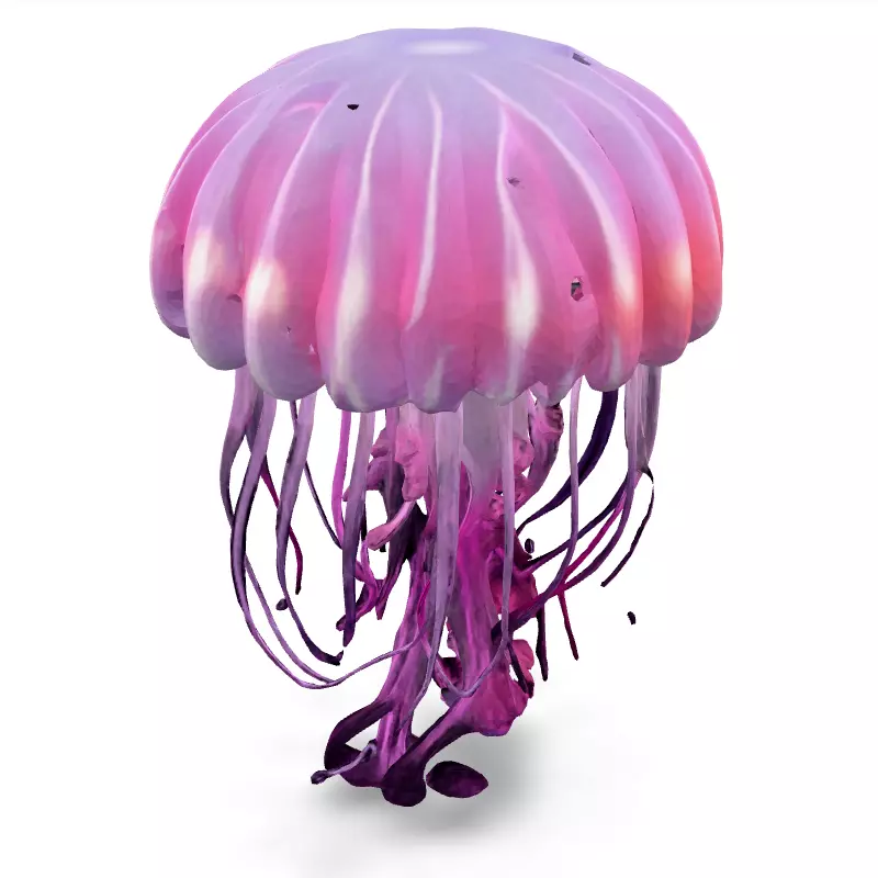 Realistic Animated Pink Jellyfish 3D Model Low-poly 3D model_1