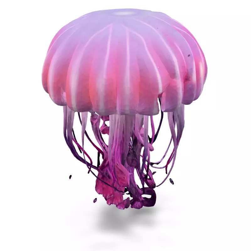 Realistic Animated Pink Jellyfish 3D Model Low-poly 3D model_5