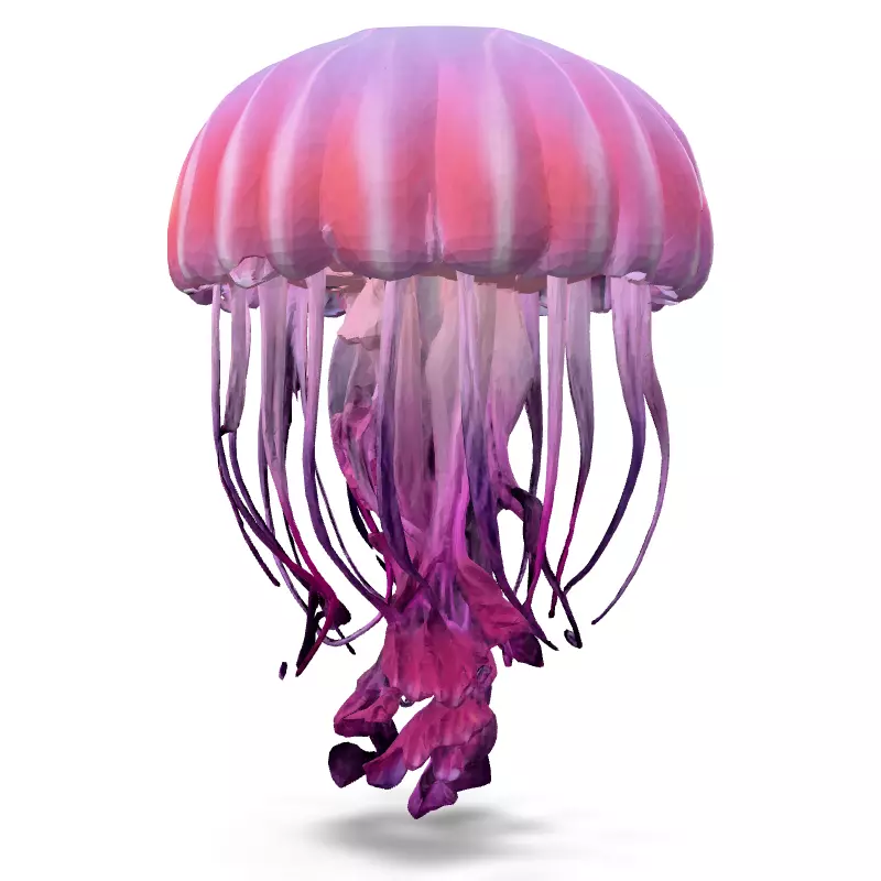 Realistic Animated Pink Jellyfish 3D Model Low-poly 3D model_6