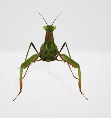 Praying Mantis 3D Model Low-poly 3D model_5