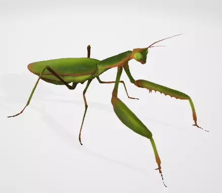 Praying Mantis 3D Model Low-poly 3D model_4