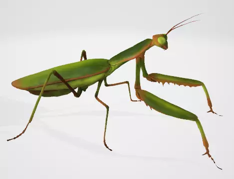 Praying Mantis 3D Model Low-poly 3D model_10