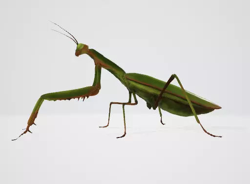 Praying Mantis 3D Model Low-poly 3D model_6