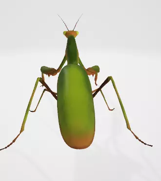 Praying Mantis 3D Model Low-poly 3D model_7