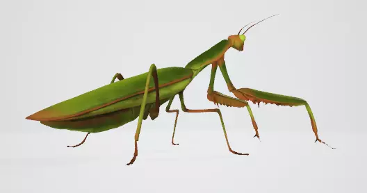 Praying Mantis 3D Model Low-poly 3D model_9