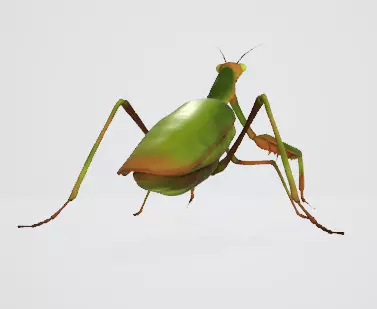 Praying Mantis 3D Model Low-poly 3D model_8