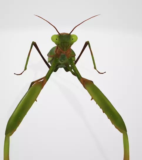 Praying Mantis 3D Model Low-poly 3D model_3