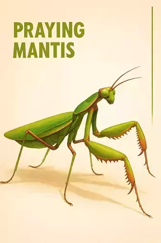 Praying Mantis 3D Model Low-poly 3D model