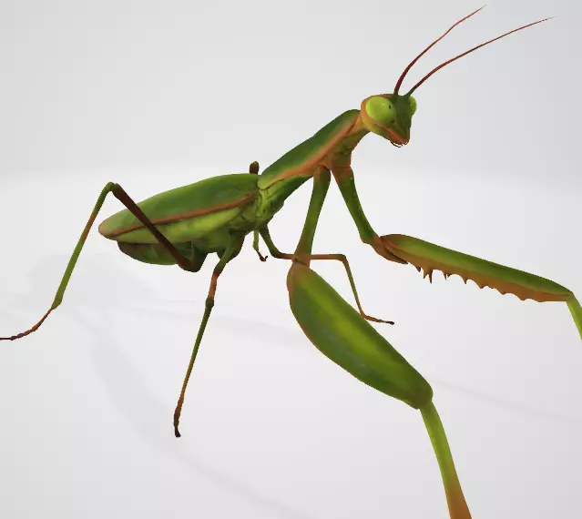 Praying Mantis 3D Model Low-poly 3D model_11