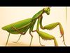 Praying Mantis 3D Model Low-poly 3D model_1