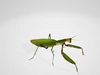 Praying Mantis 3D Model Low-poly 3D model_2