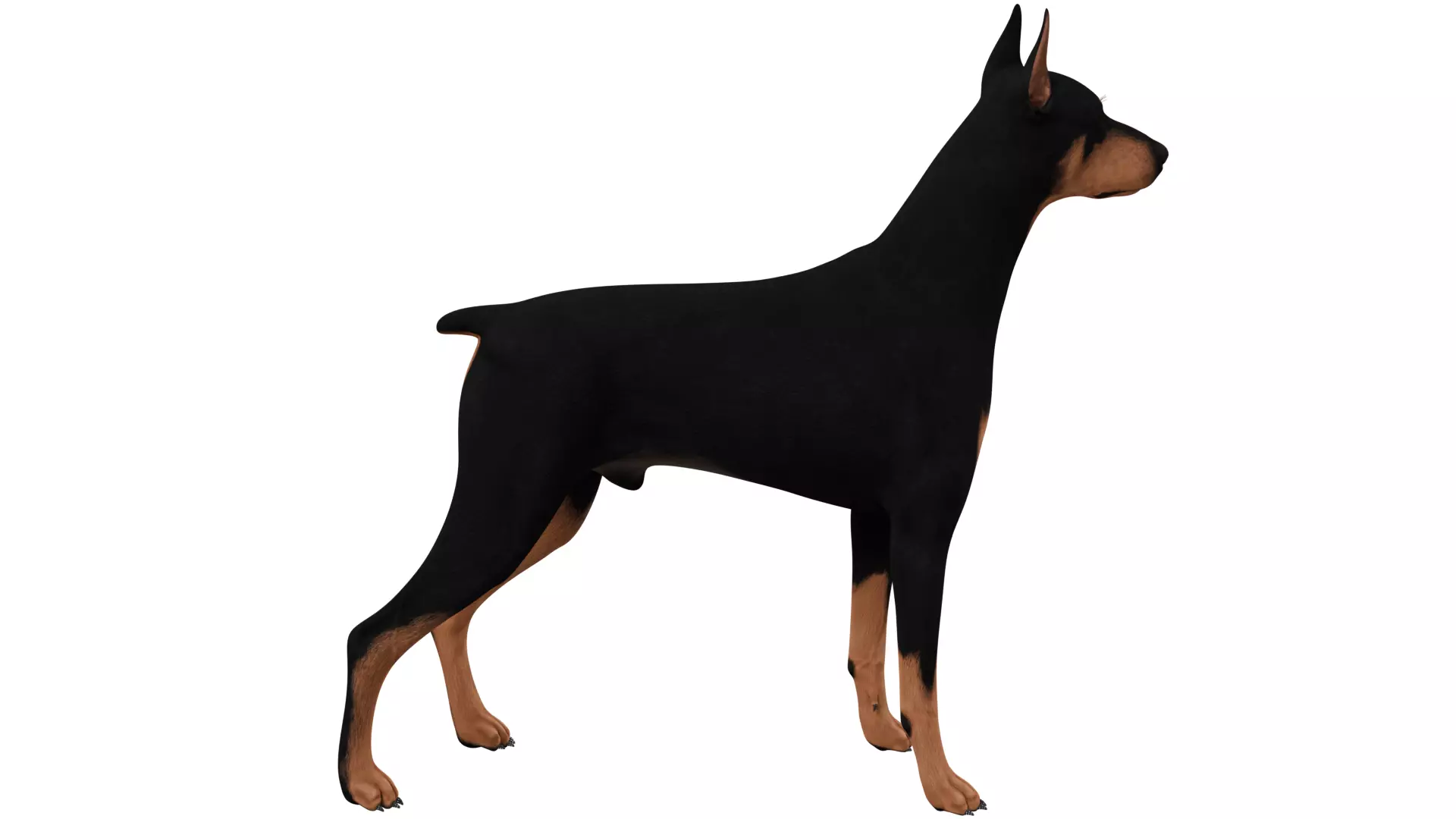 Doberman 3D model_5