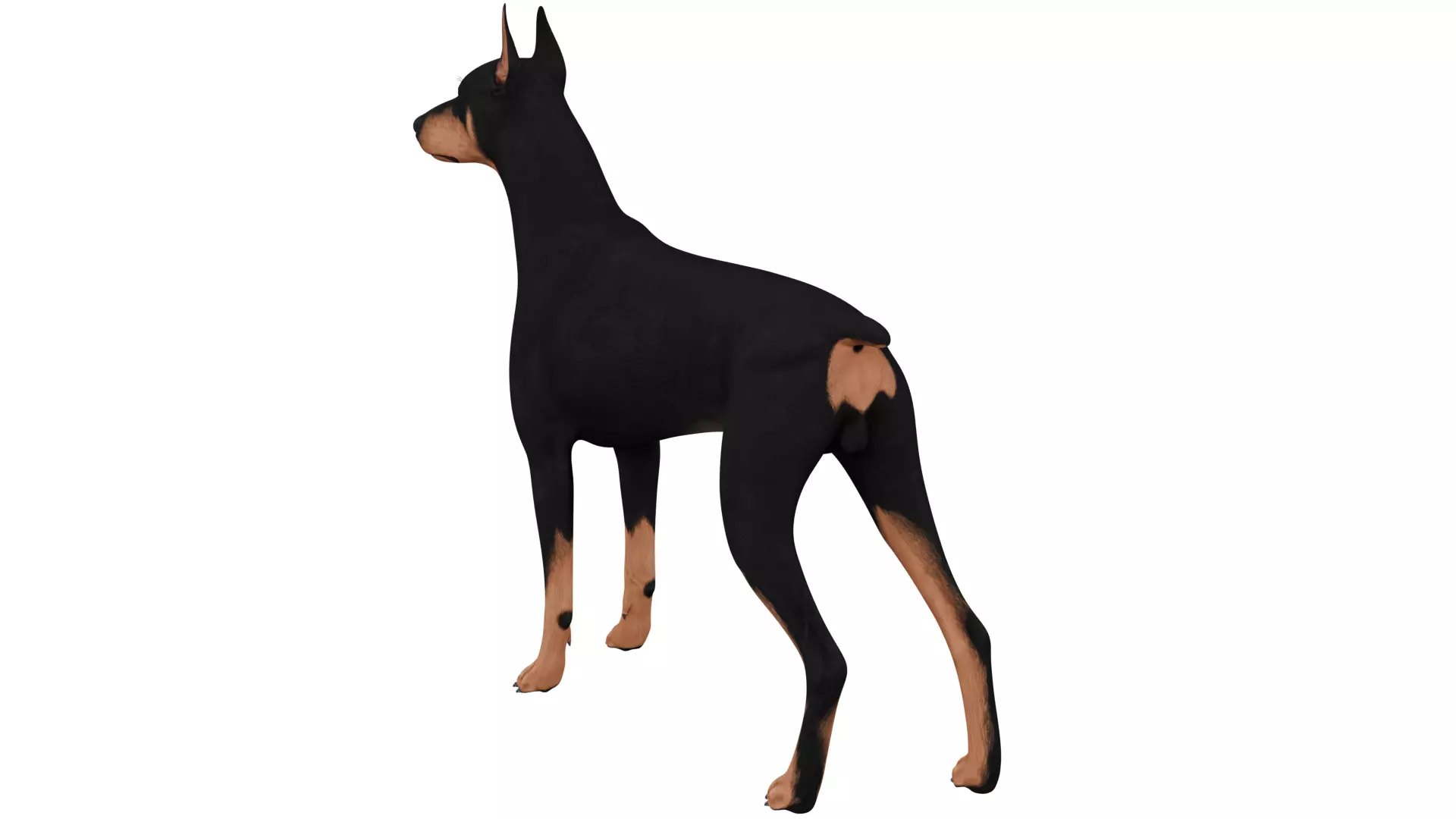 Doberman 3D model_2