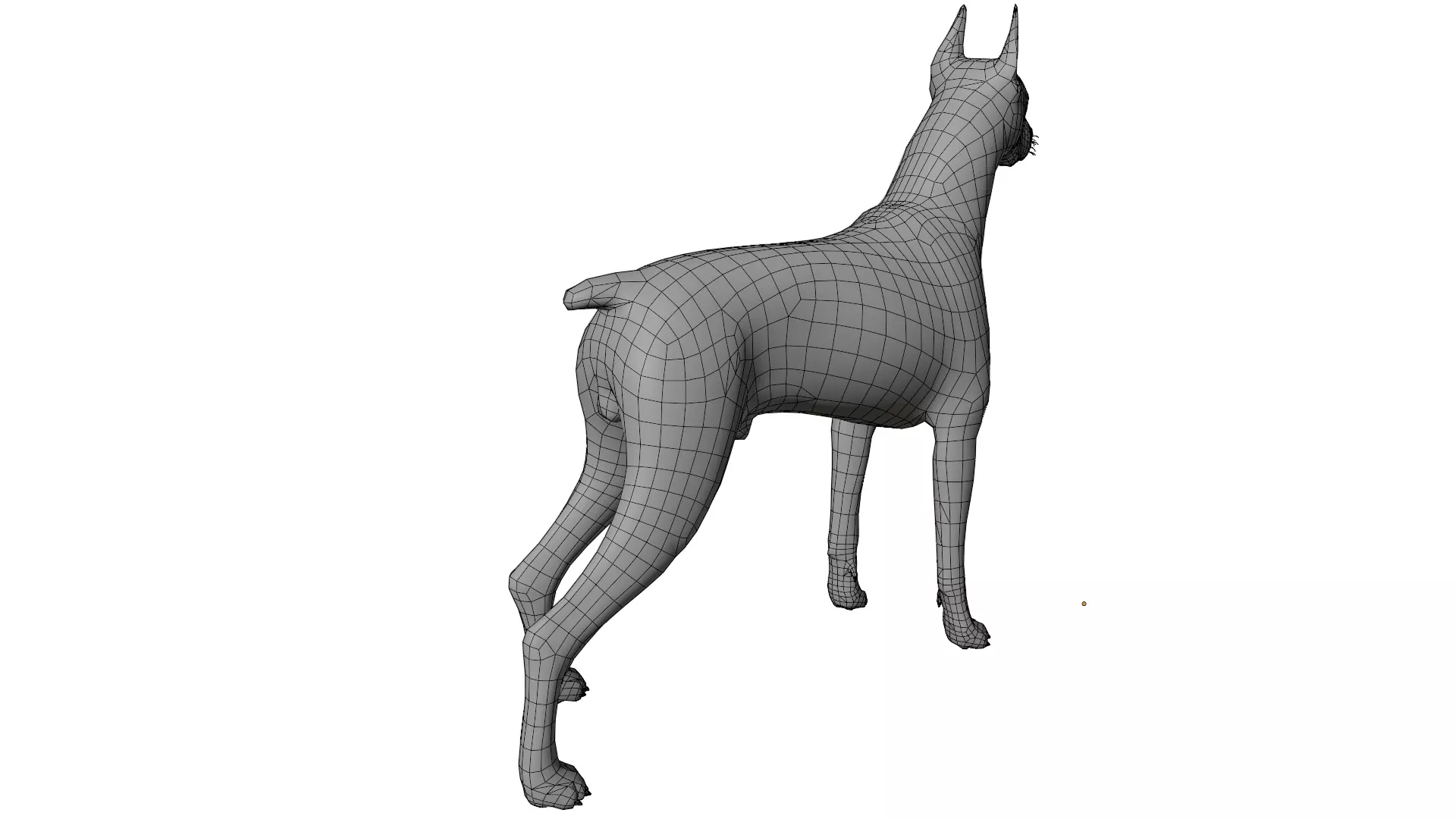 Doberman 3D model_13