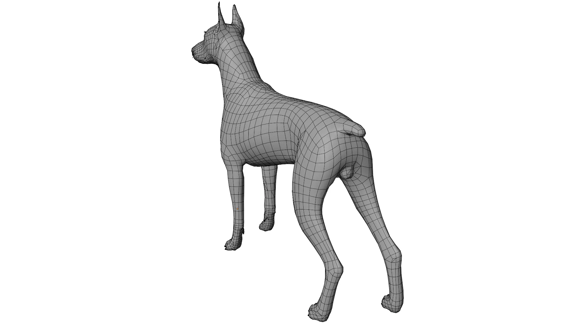 Doberman 3D model_11
