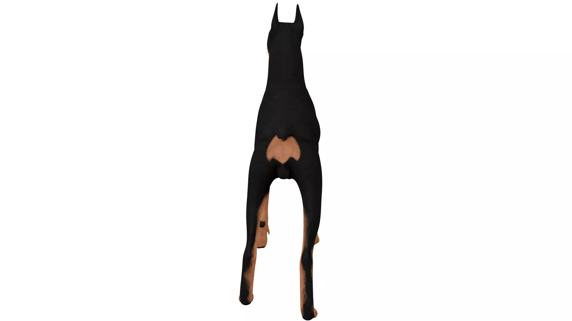 Doberman 3D model_3