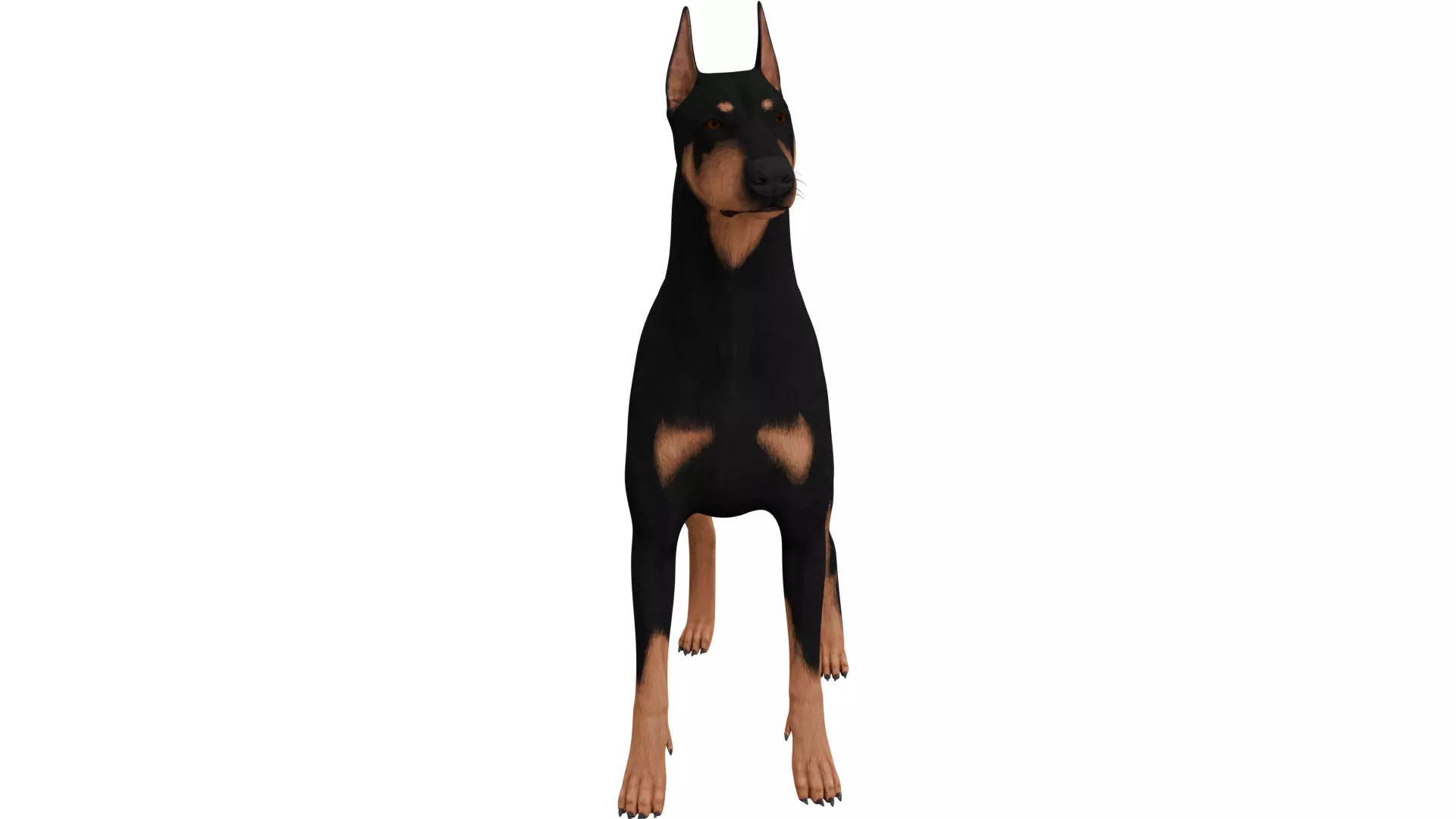 Doberman 3D model_7
