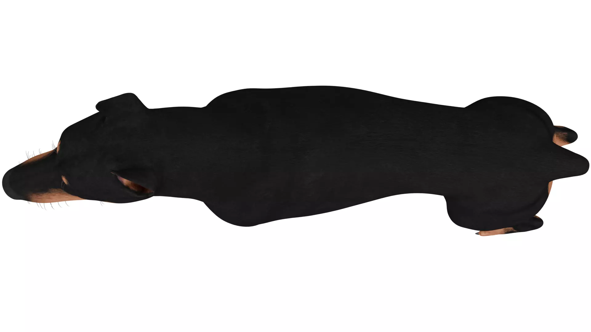 Doberman 3D model_8
