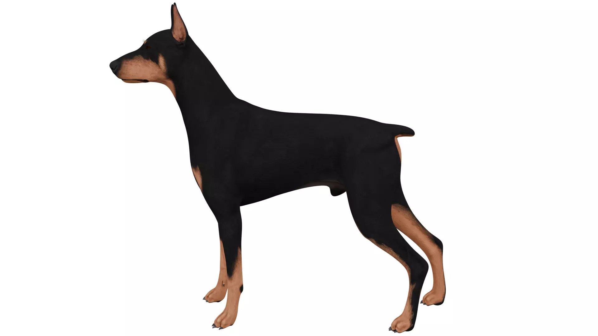 Doberman 3D model_1