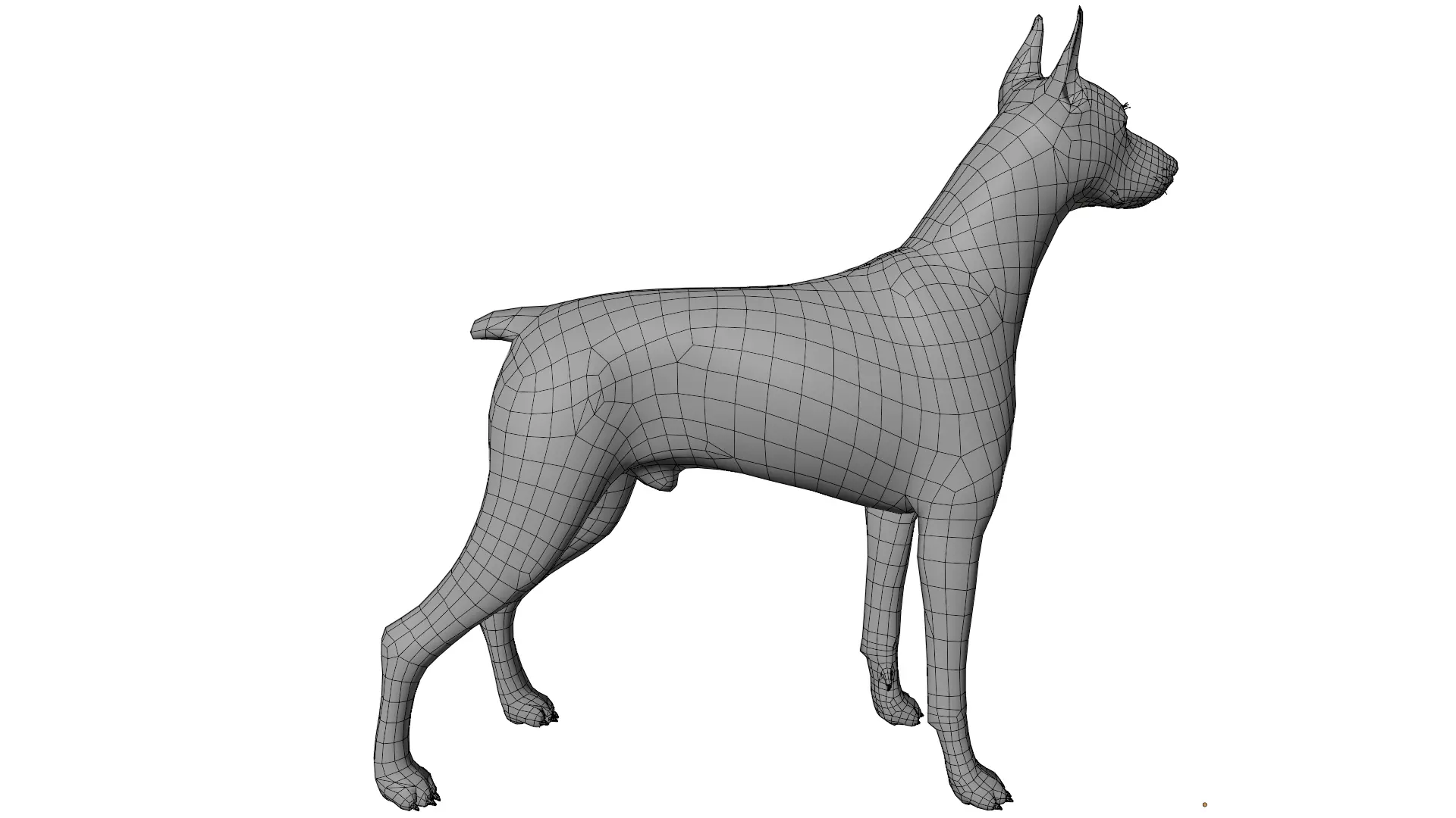 Doberman 3D model_14
