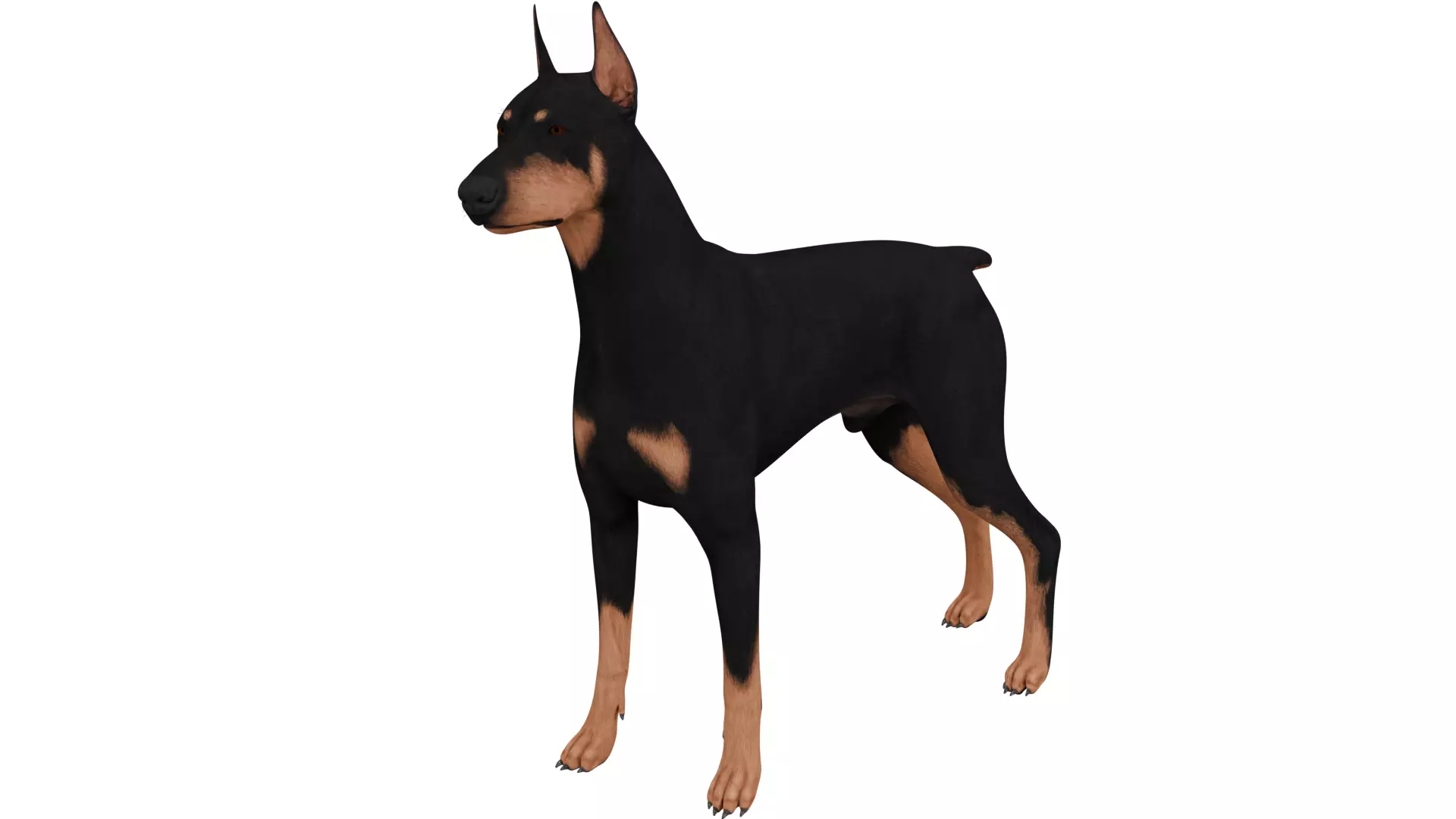 Doberman 3D model_0