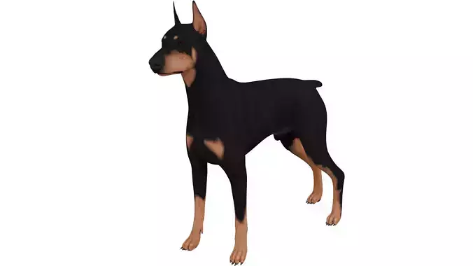 Doberman