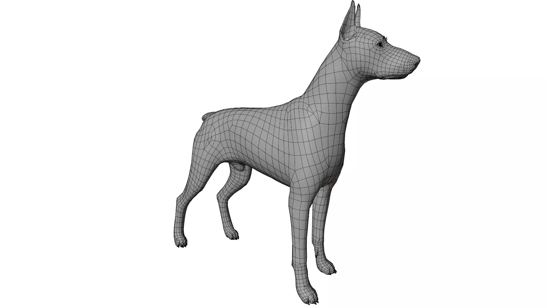 Doberman 3D model_15