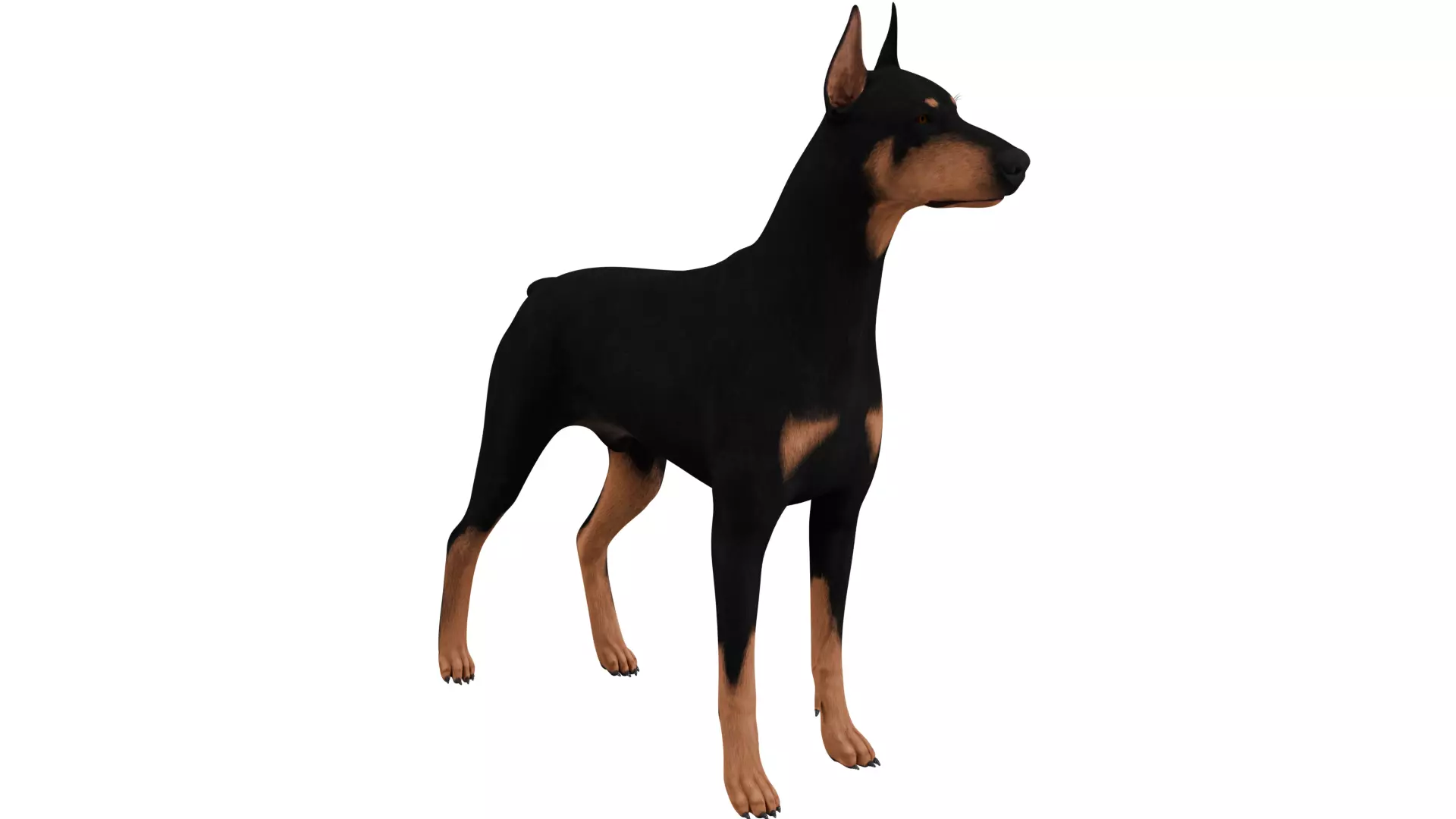 Doberman 3D model_6